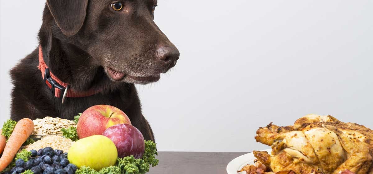 can-dogs-live-on-a-vegan-diet