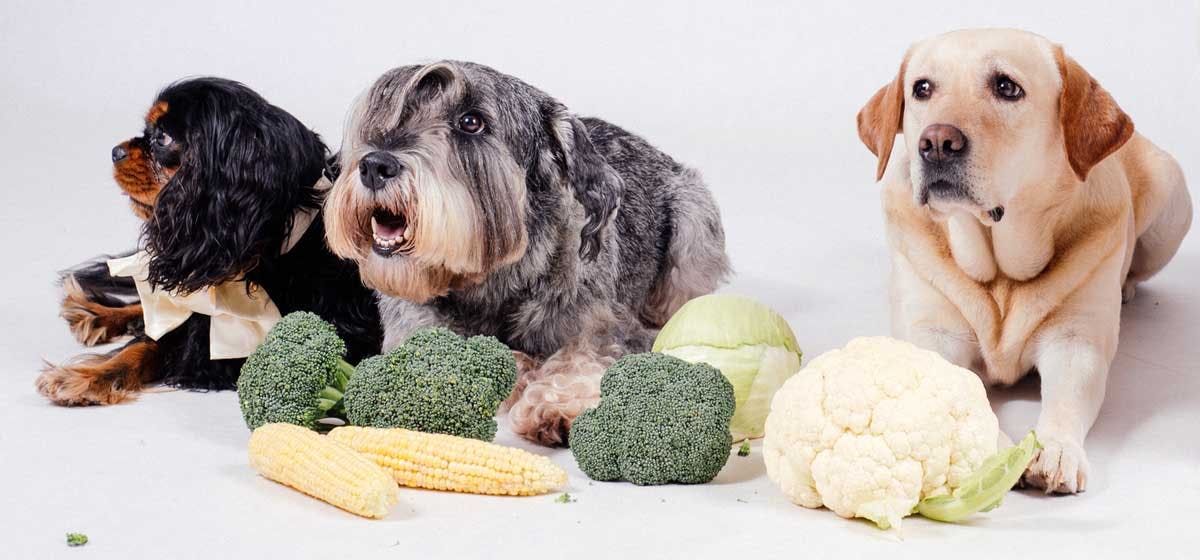 Can Dogs Live on a Vegan Diet? - Wag!