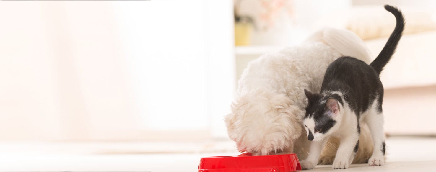 Can Dogs Live on Cat Food?
