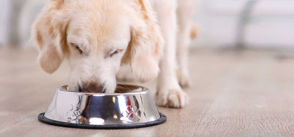 can dogs live off cat food