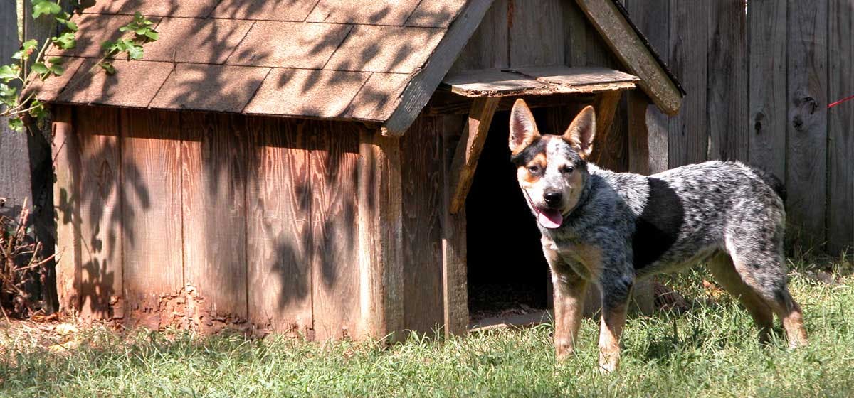 why dogs should be kept outside