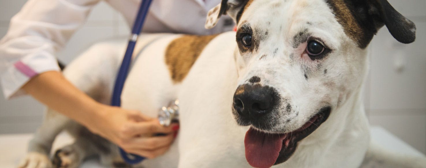 can dogs with heart murmurs go for walks