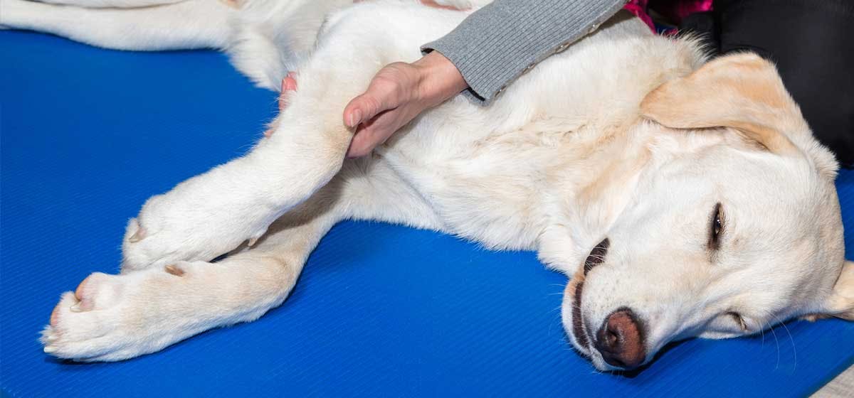 How long can dogs live with spinal arthritis