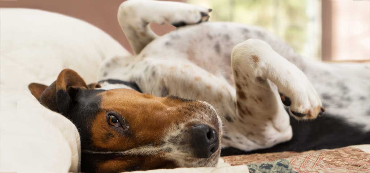 Can Dogs Live With Arthritis? Wag!