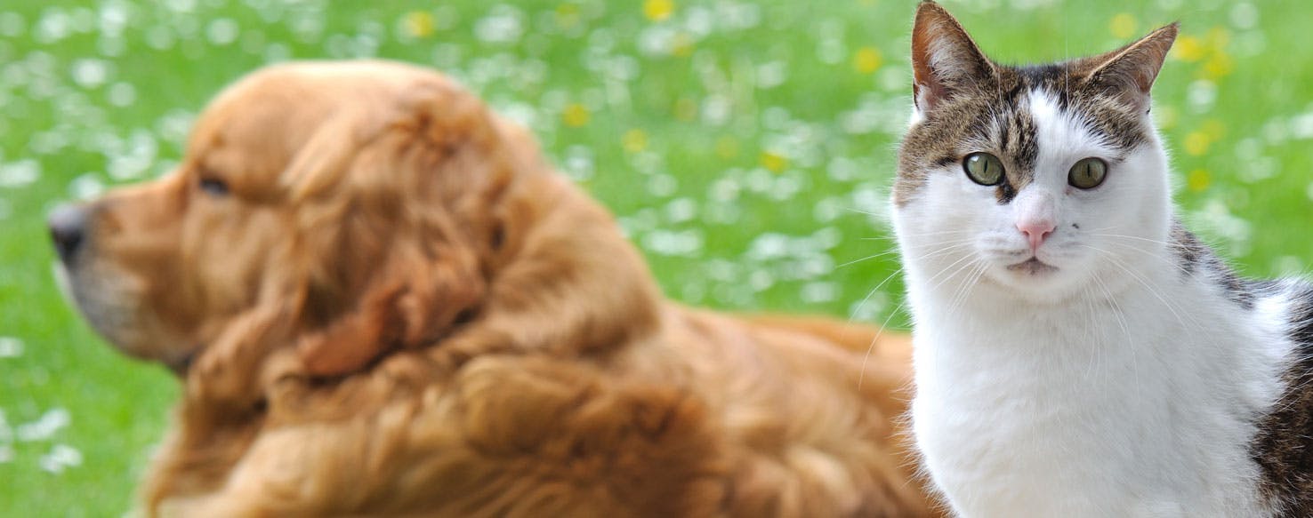 How Long Do Dogs, Cats, and Other Pets Live?