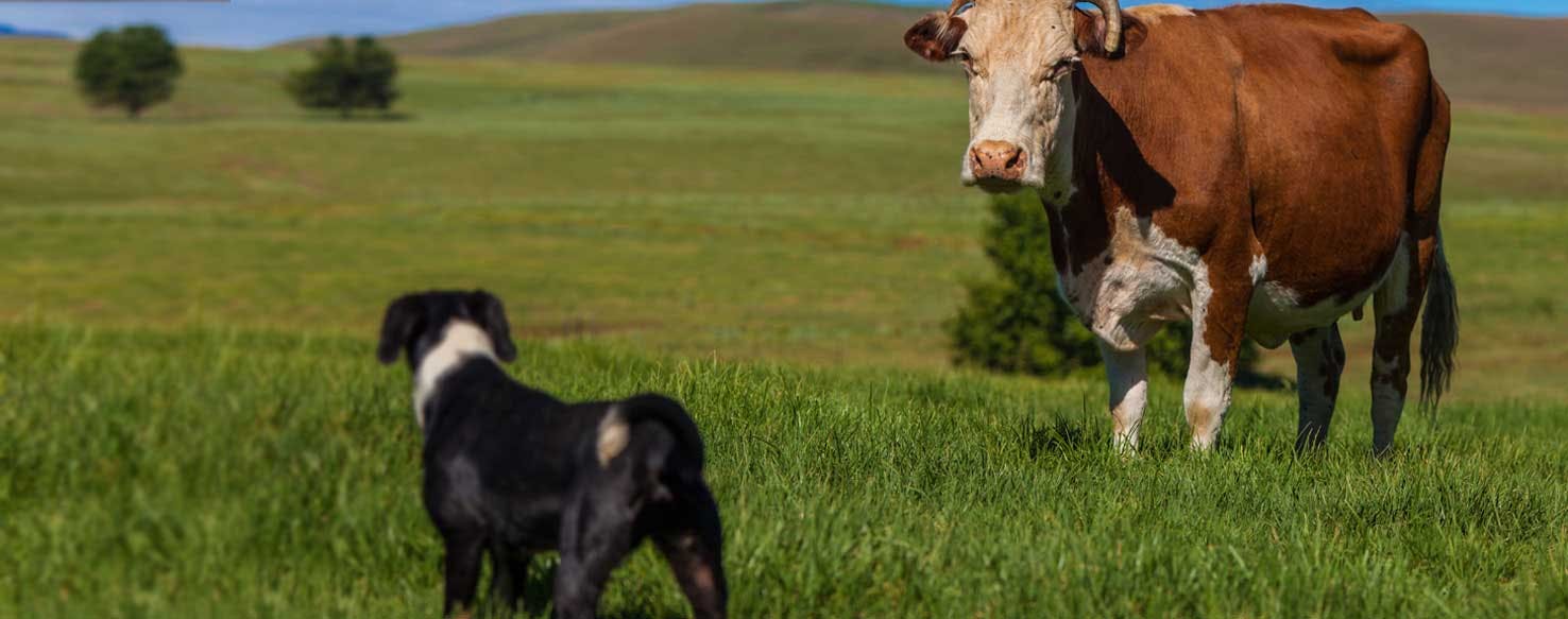 Dog hot sale cow cow