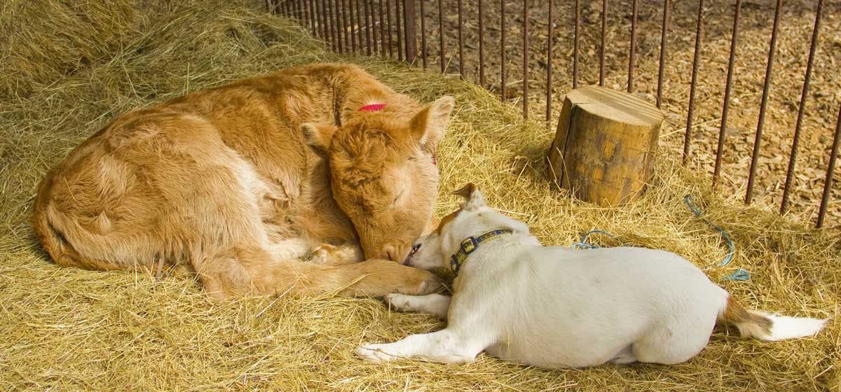 can-dogs-live-with-cows