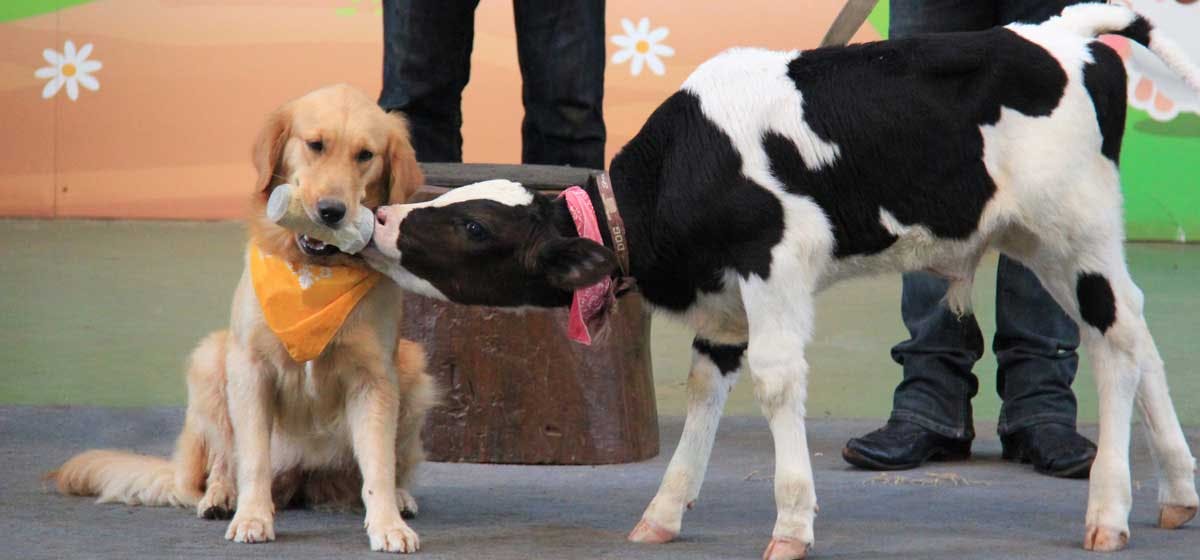 are dogs or cows smarter