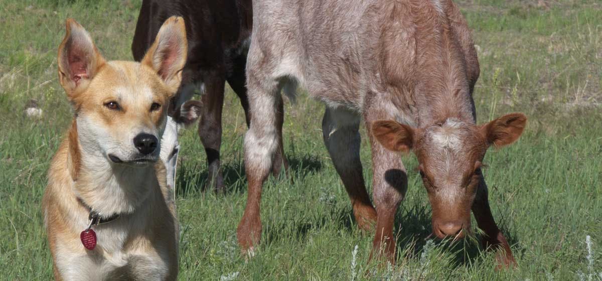 can-dogs-live-with-cows