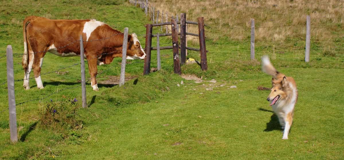 are dogs or cows smarter