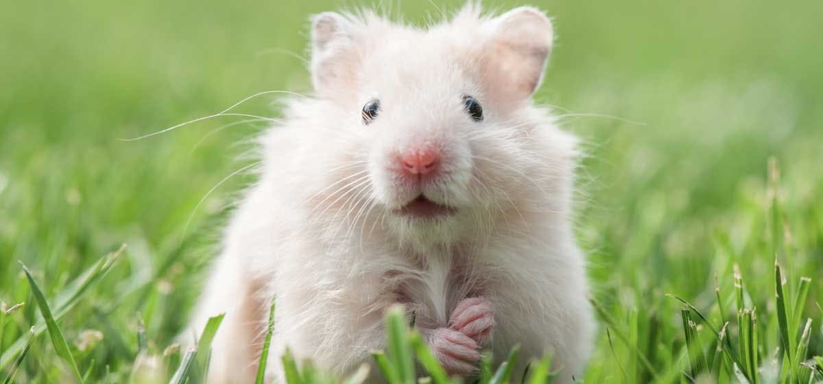 Hamster Life – Blogs written by Pets