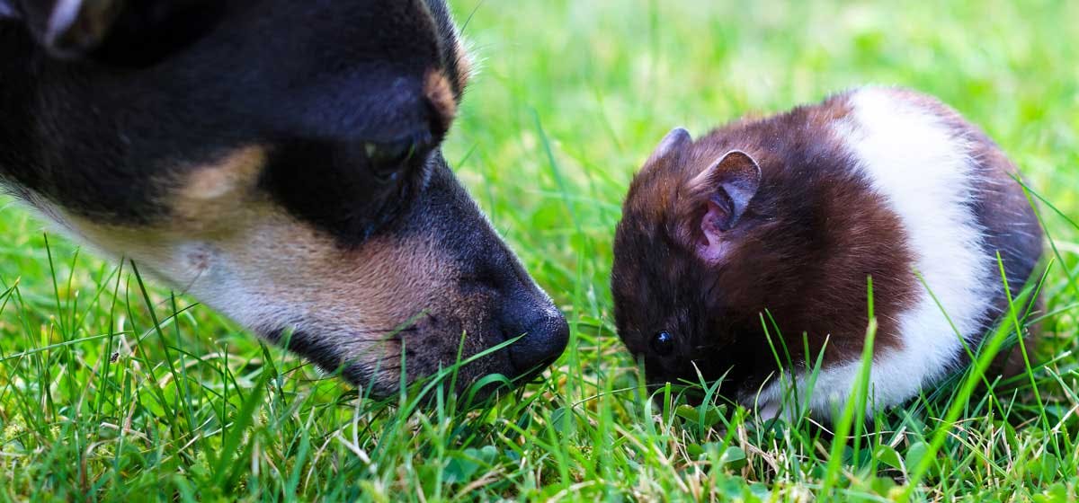 dogs and hamsters