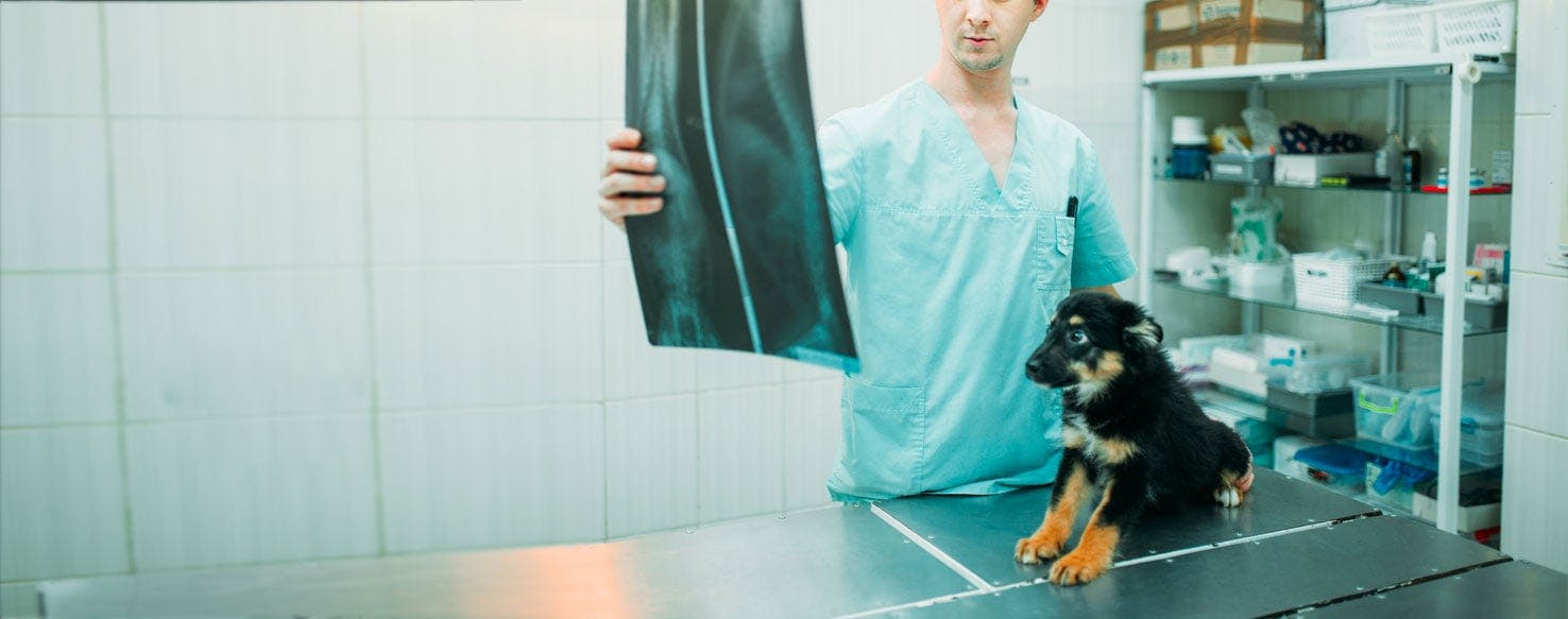 Can Dogs Live With Hernias?