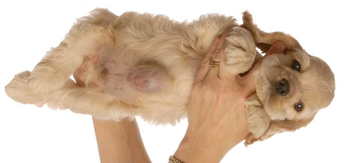 how can i tell if my dog has a hernia