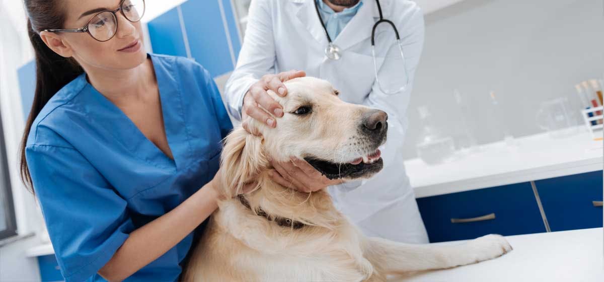 can dogs live without gallbladder