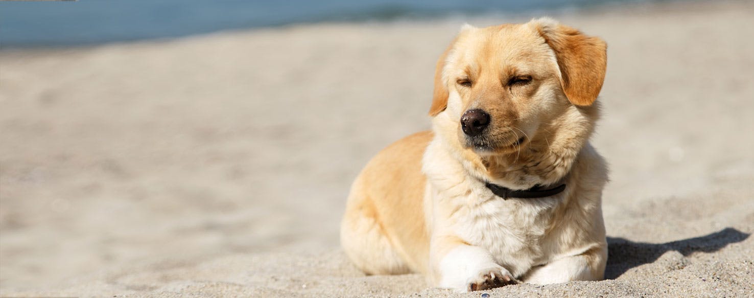 Can Dogs Live Without Eyes?