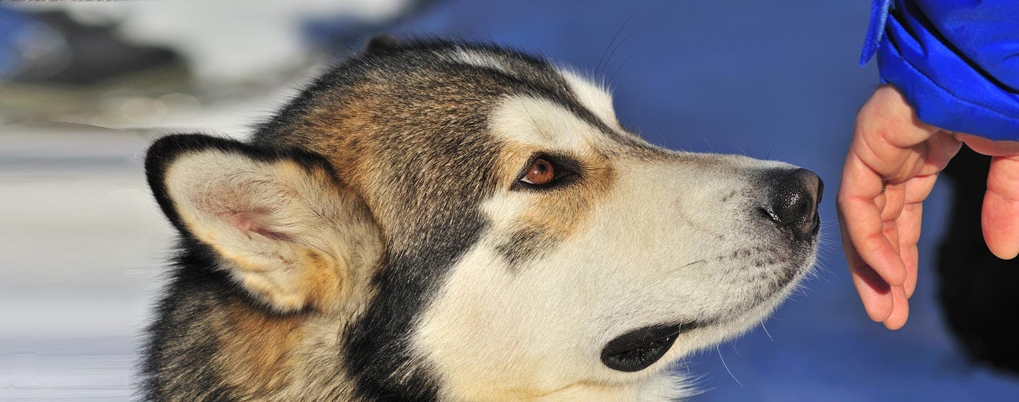 how long can a dog follow a scent