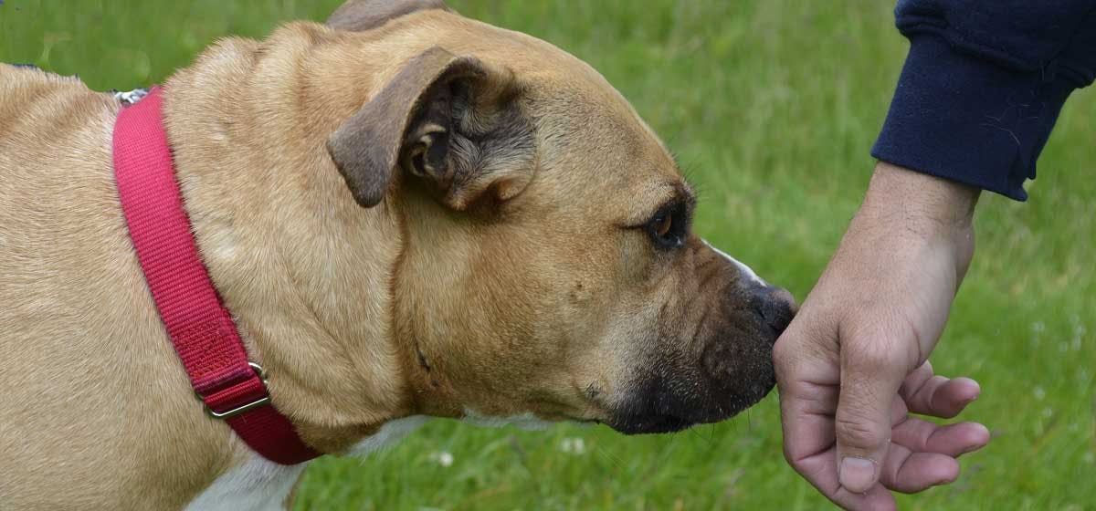 how long do dogs remember your scent