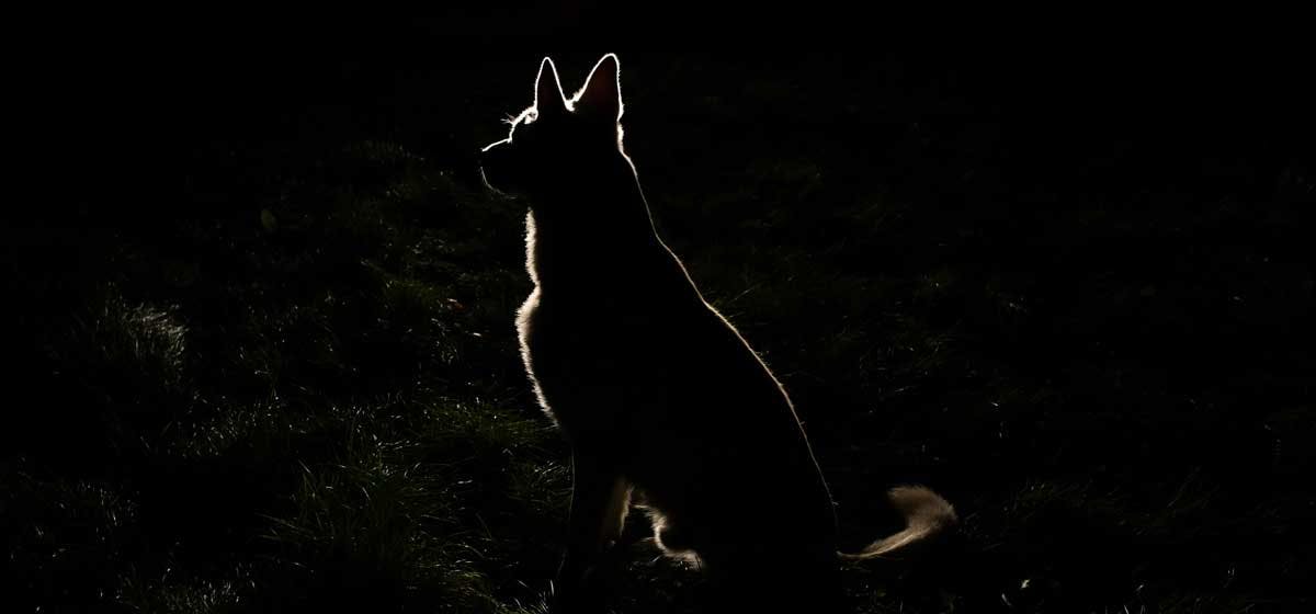 what does a dog see at night