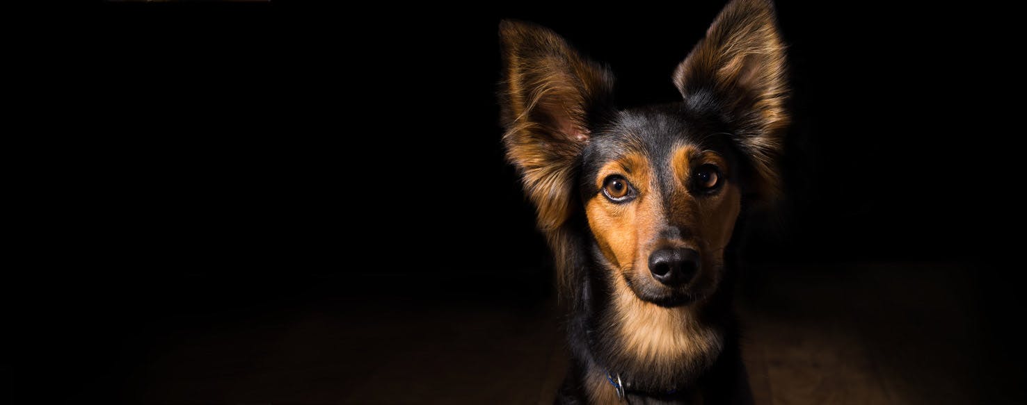 Can Dogs See in a Dark Room?
