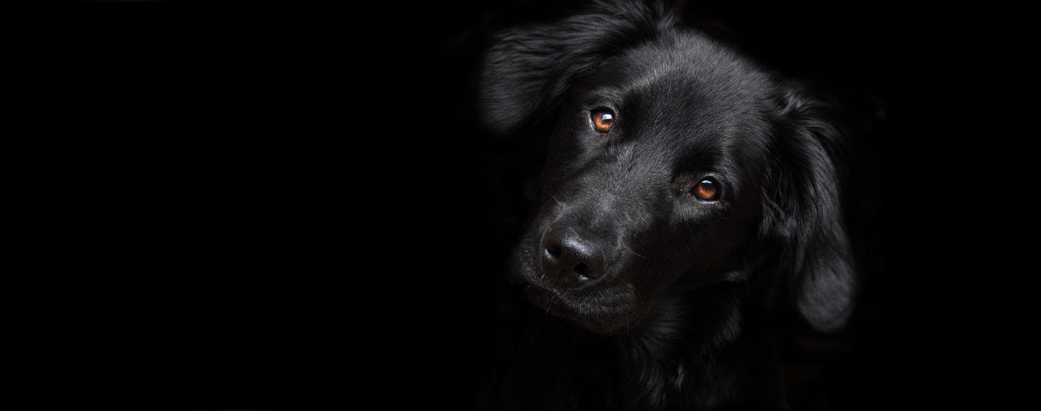 why do dogs see black and white