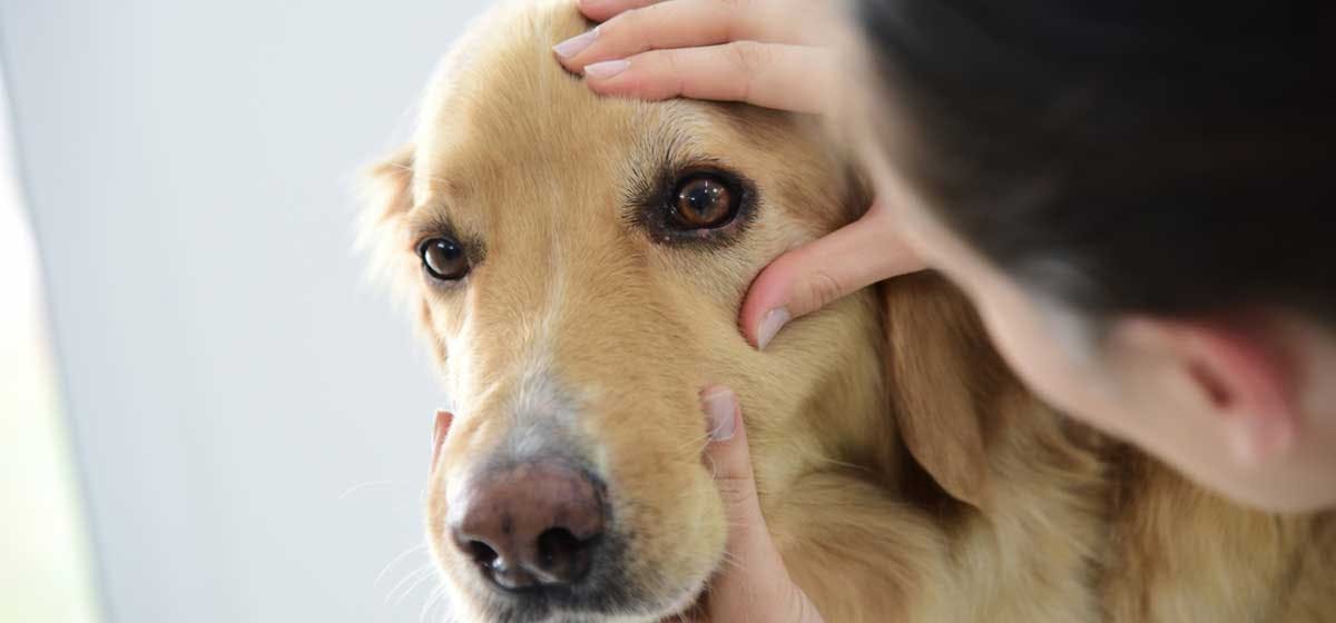 can-dogs-see-with-the-lights-off