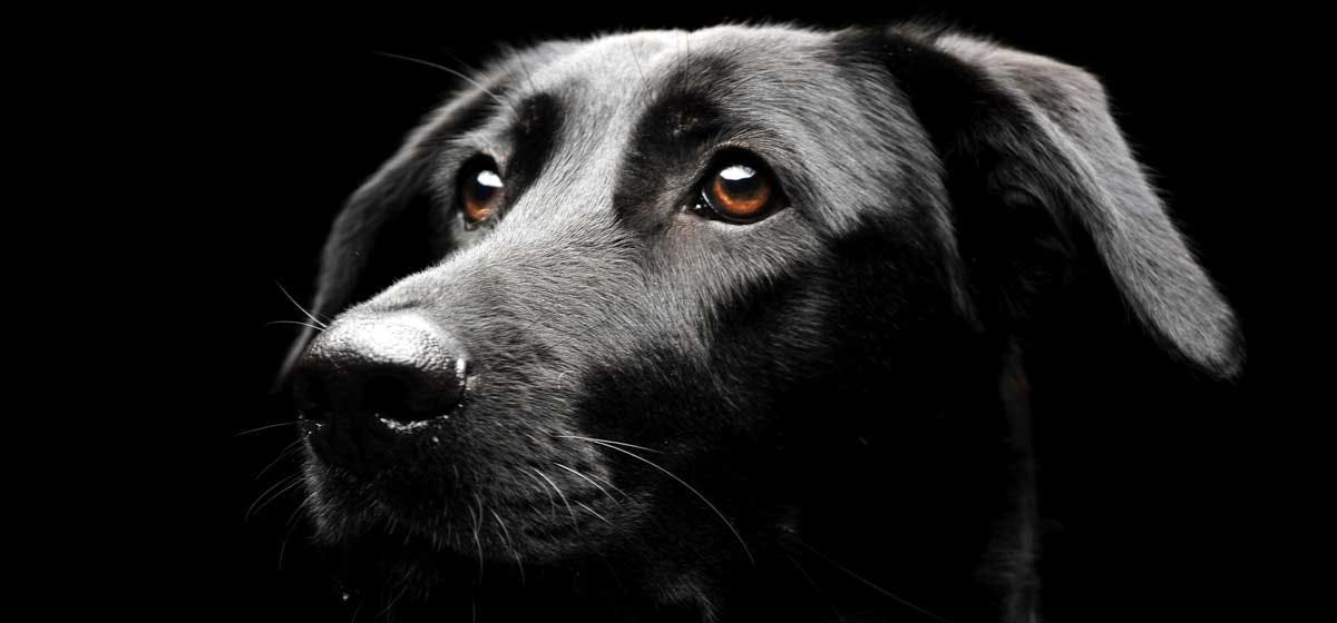 why do dogs see black and white