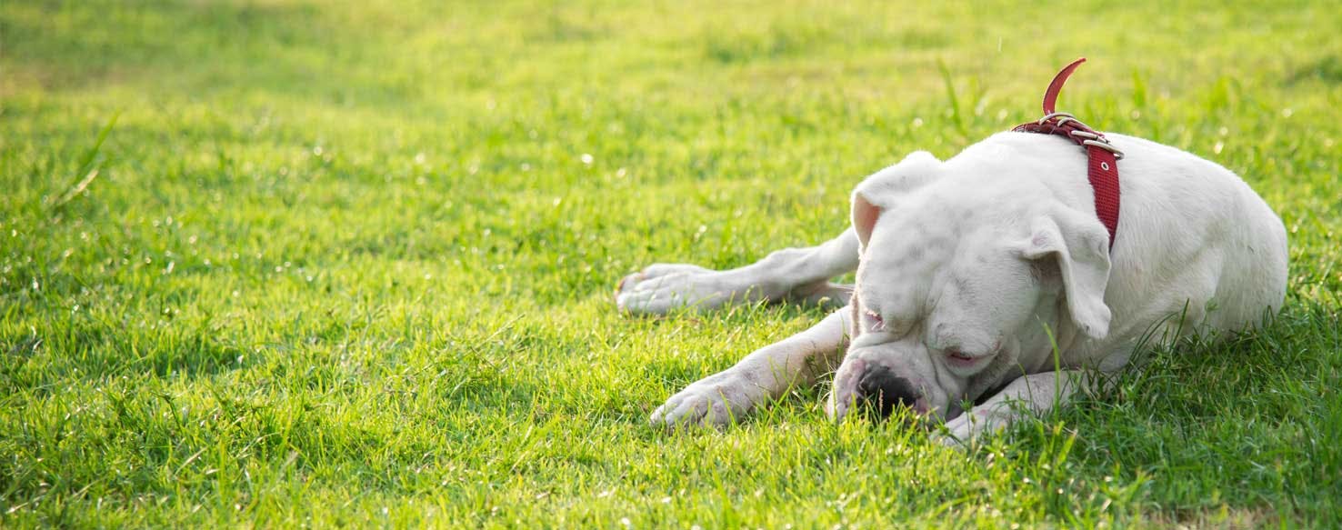 can dogs with seizures fly