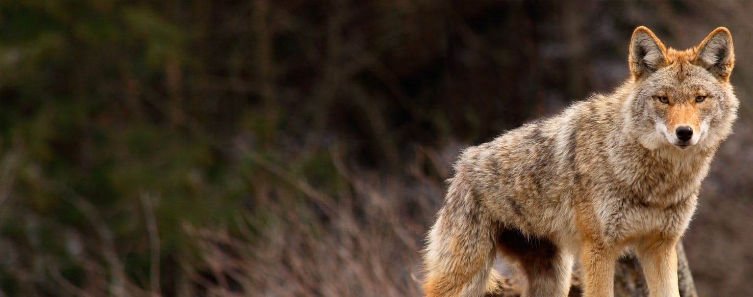 Can Dogs Smell Coyotes?