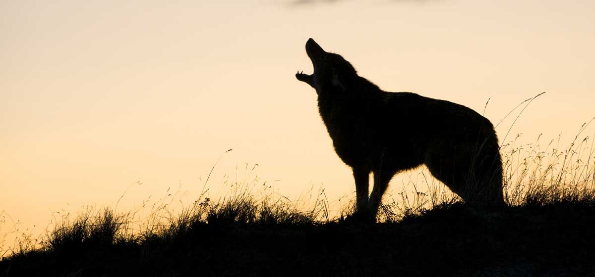 can-dogs-smell-coyotes