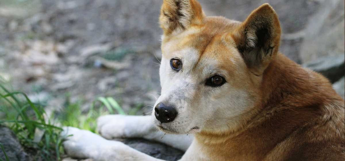 can-dogs-smell-coyotes