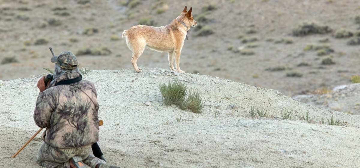 can-dogs-smell-coyotes