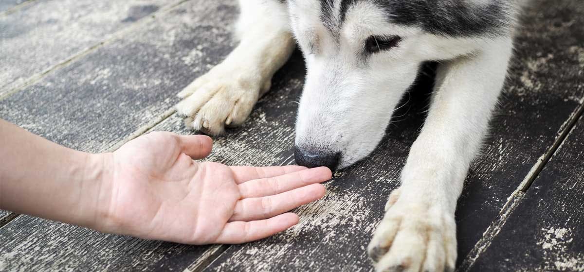 what does it mean when a dogsniffs another dog