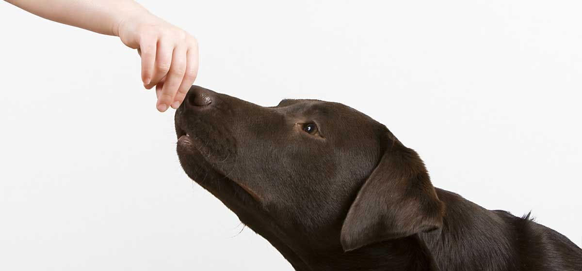 can-dogs-smell-other-dogs-on-humans