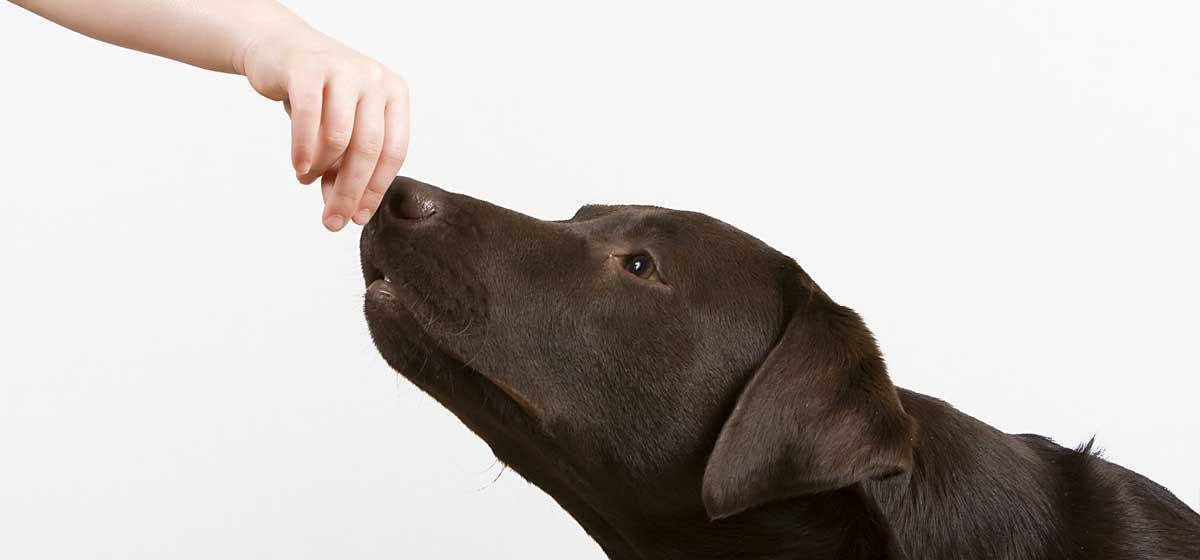 can-dogs-smell-other-dogs-on-humans-wag