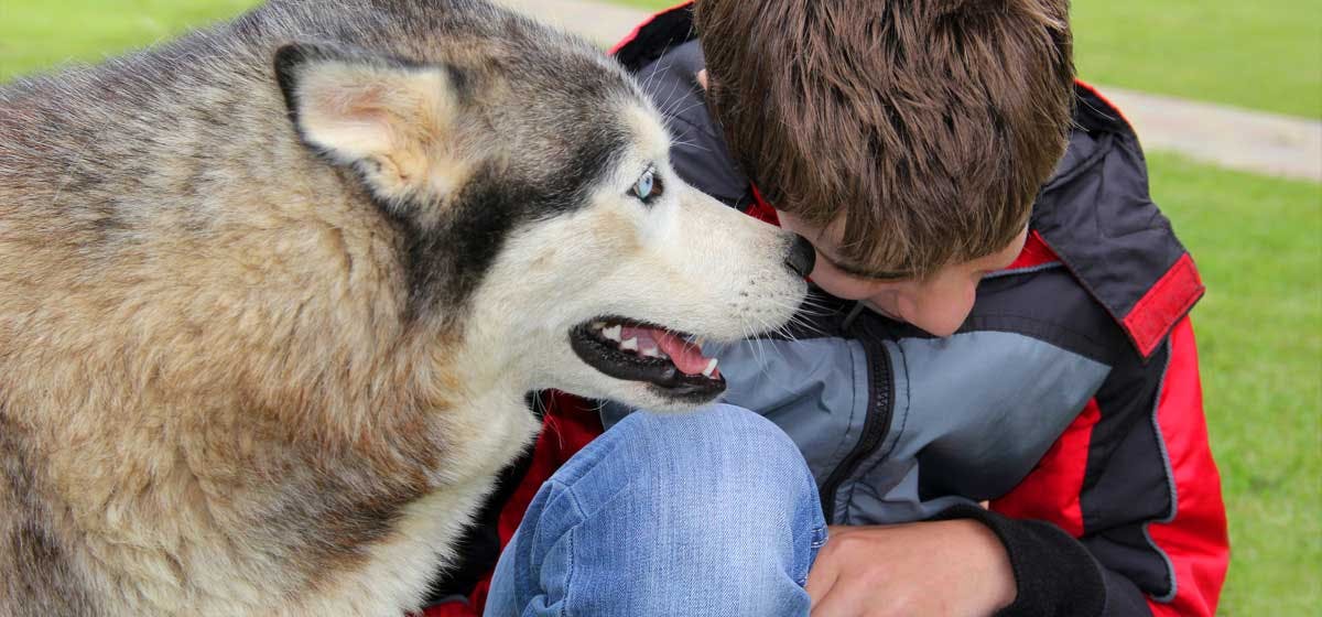 can-dogs-smell-other-dogs-on-humans