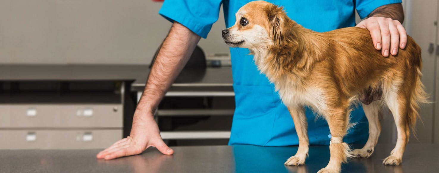 Can Dogs Suffer from Hyperthyroidism?