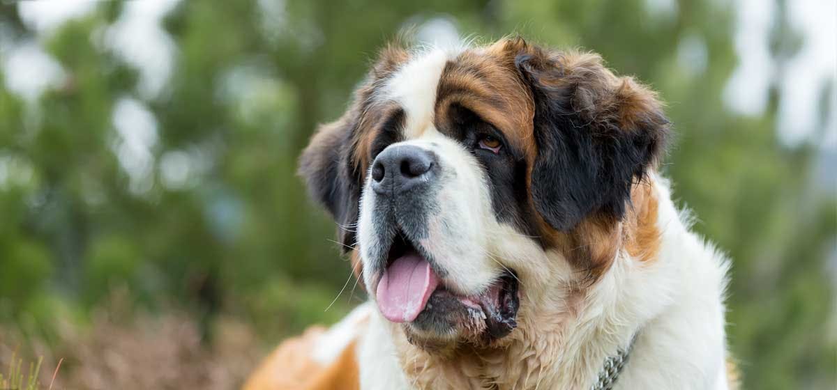 Can Dogs Suffer from Hyperthyroidism? - Wag!