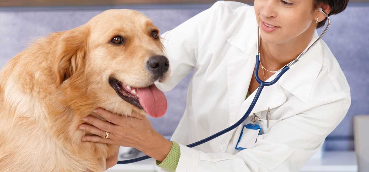 can-dogs-suffer-hyperthyroidism