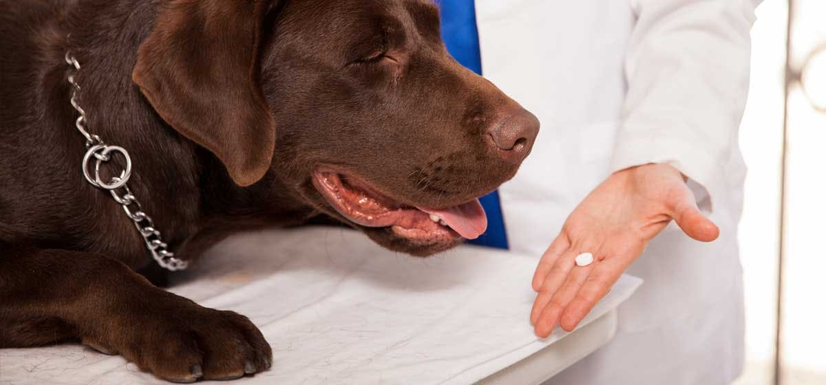 can i give my dog aspirin for muscle pain