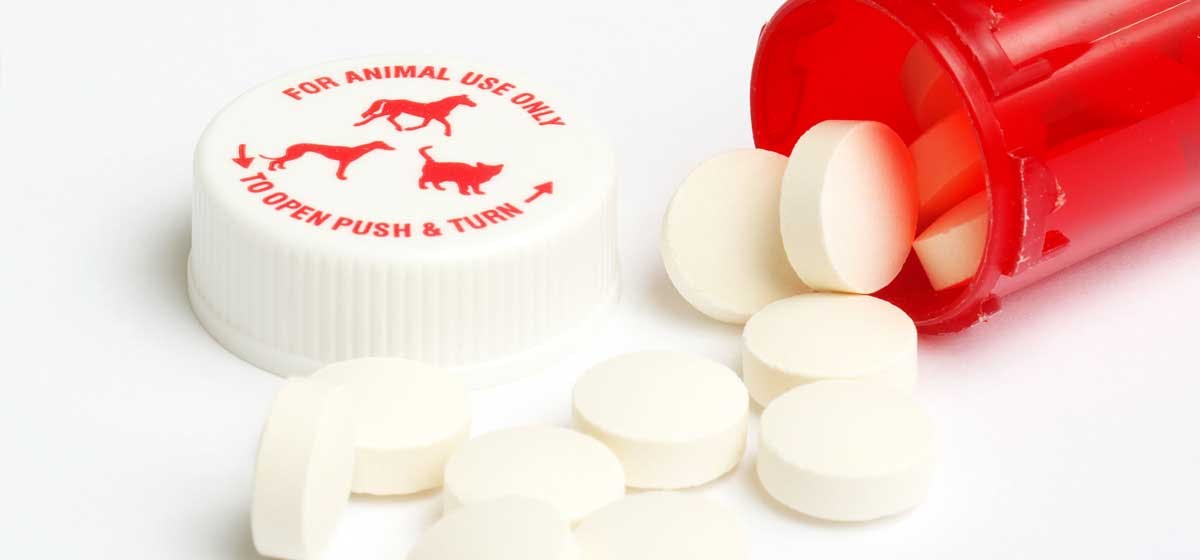 can-dogs-take-aspirin