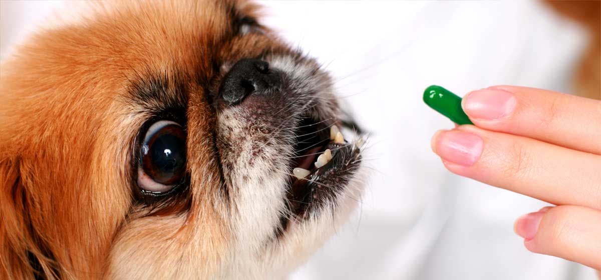 can-dogs-take-aspirin