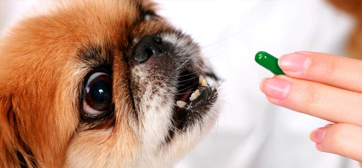 can you give your dog a aspirin