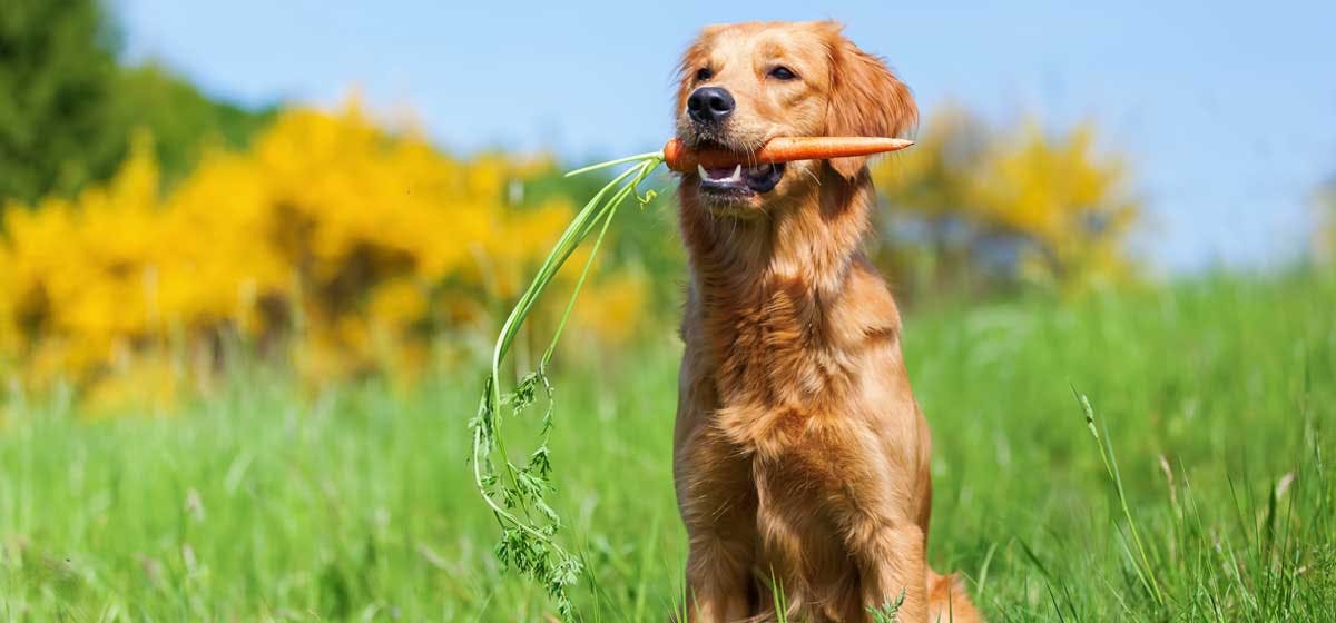 can-dogs-taste-carrots-wag