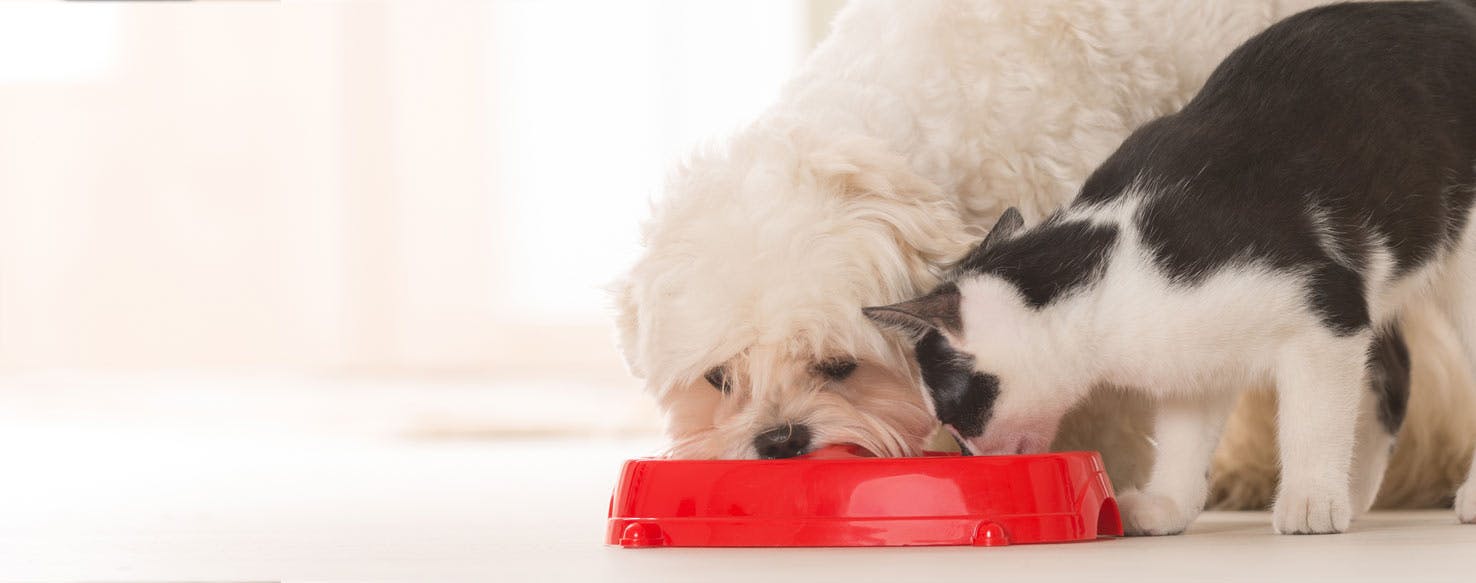 Can Dogs Taste Cat Food?