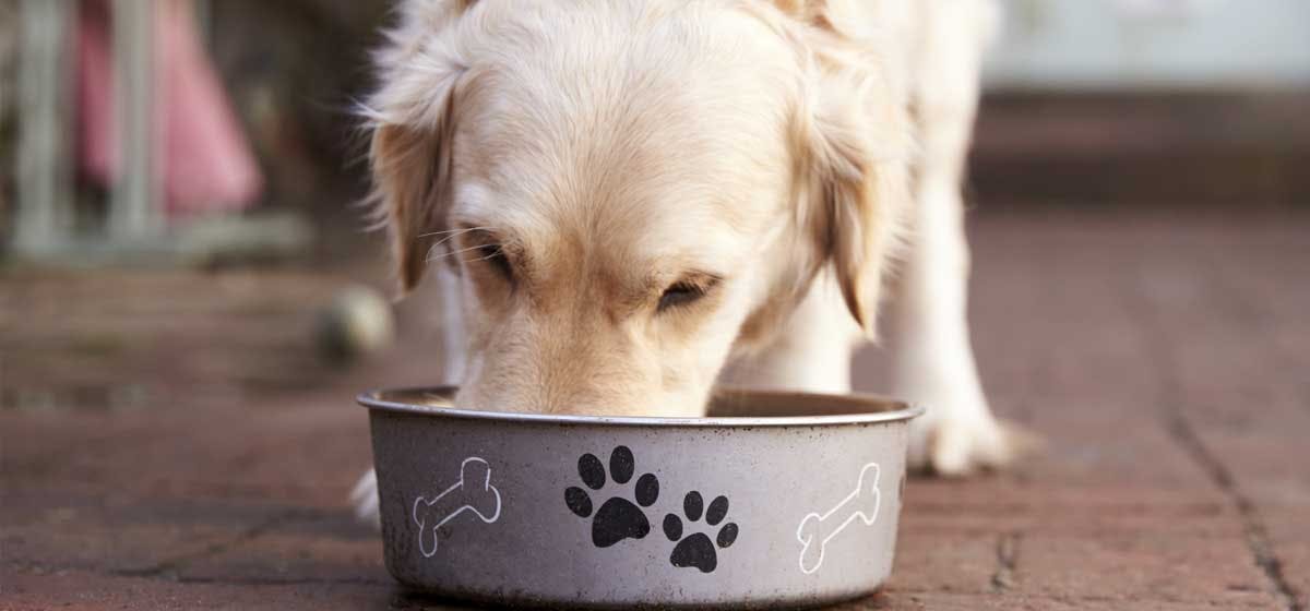 can-dogs-taste-cat-food