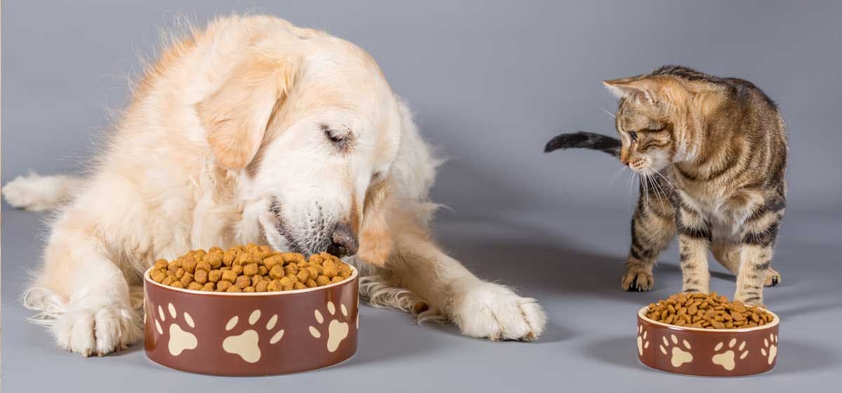 can-dogs-taste-cat-food