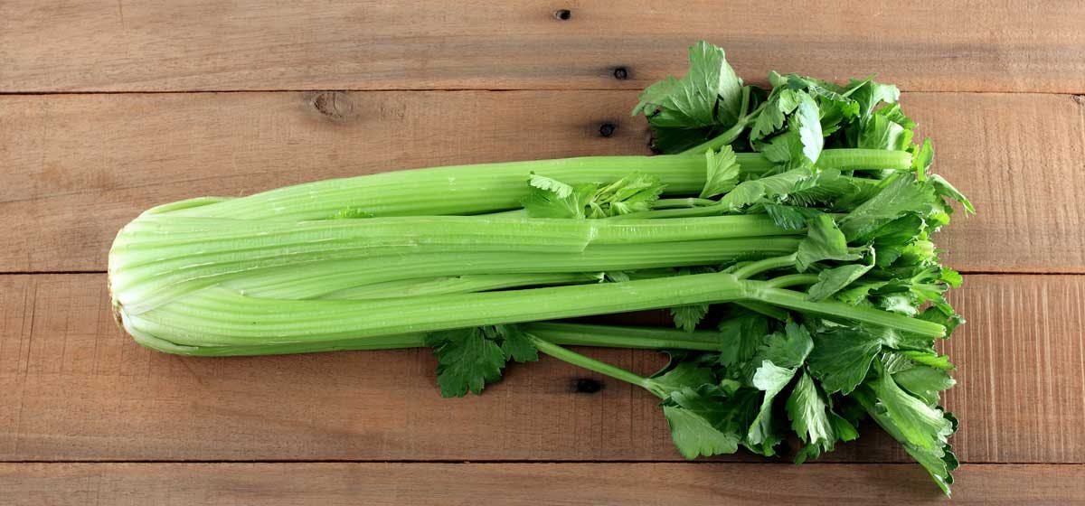 can-dogs-taste-celery