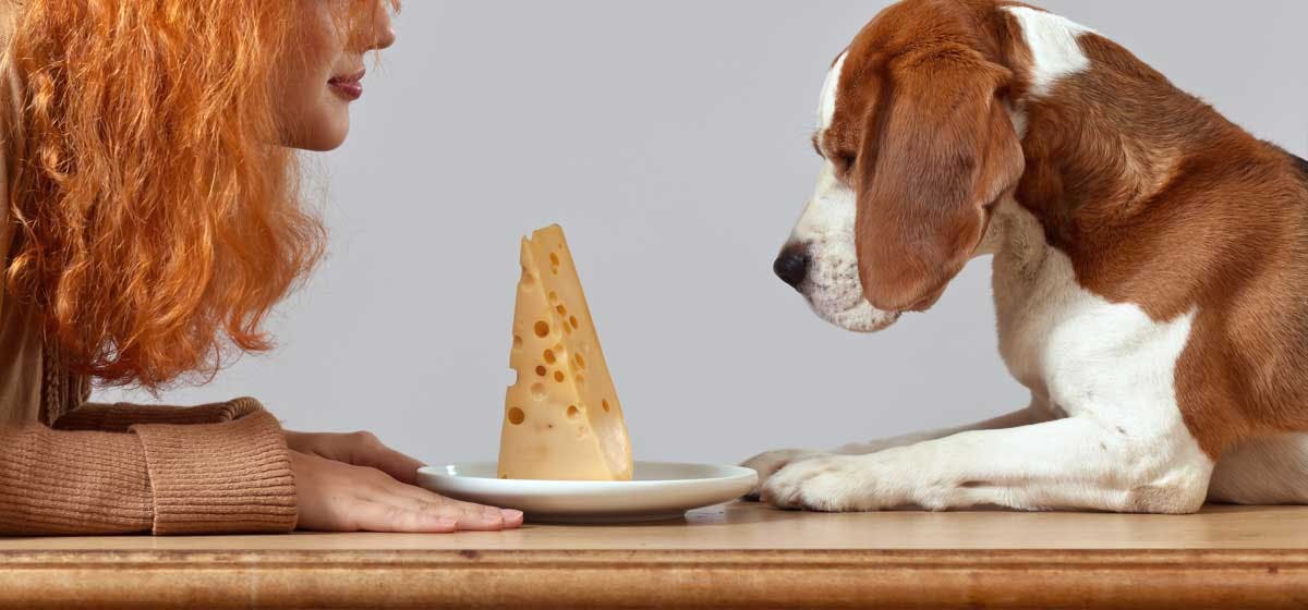 History of Can Dogs Taste Cheese?