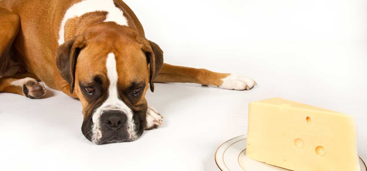 can-dogs-taste-cheese